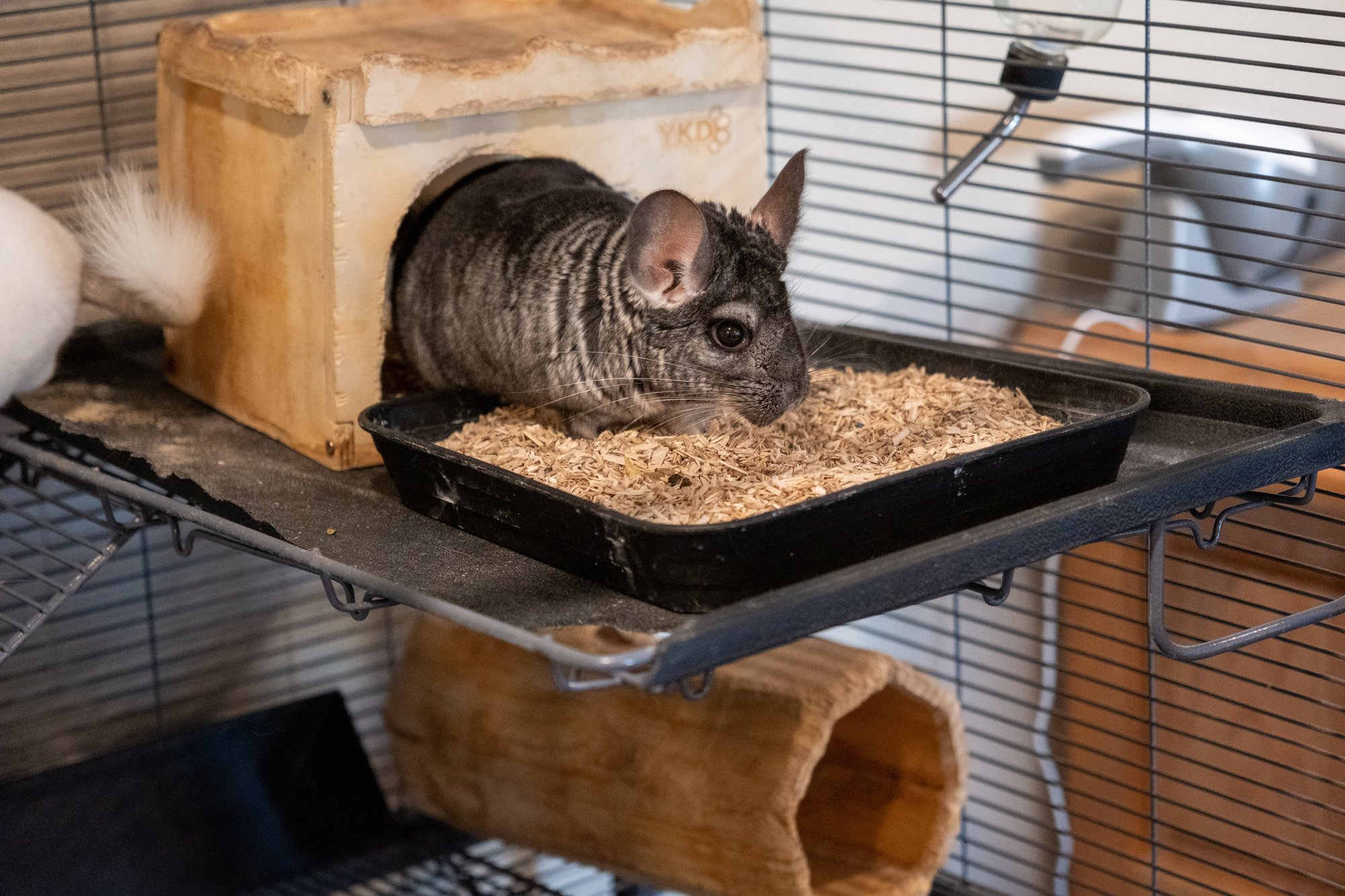 Hemp Hurd Pet Litter