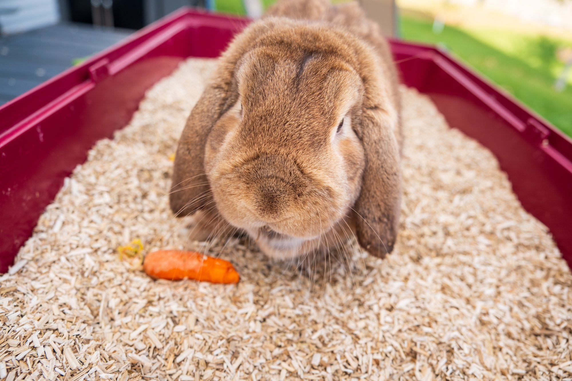 Hemp Hurd Animal Bedding