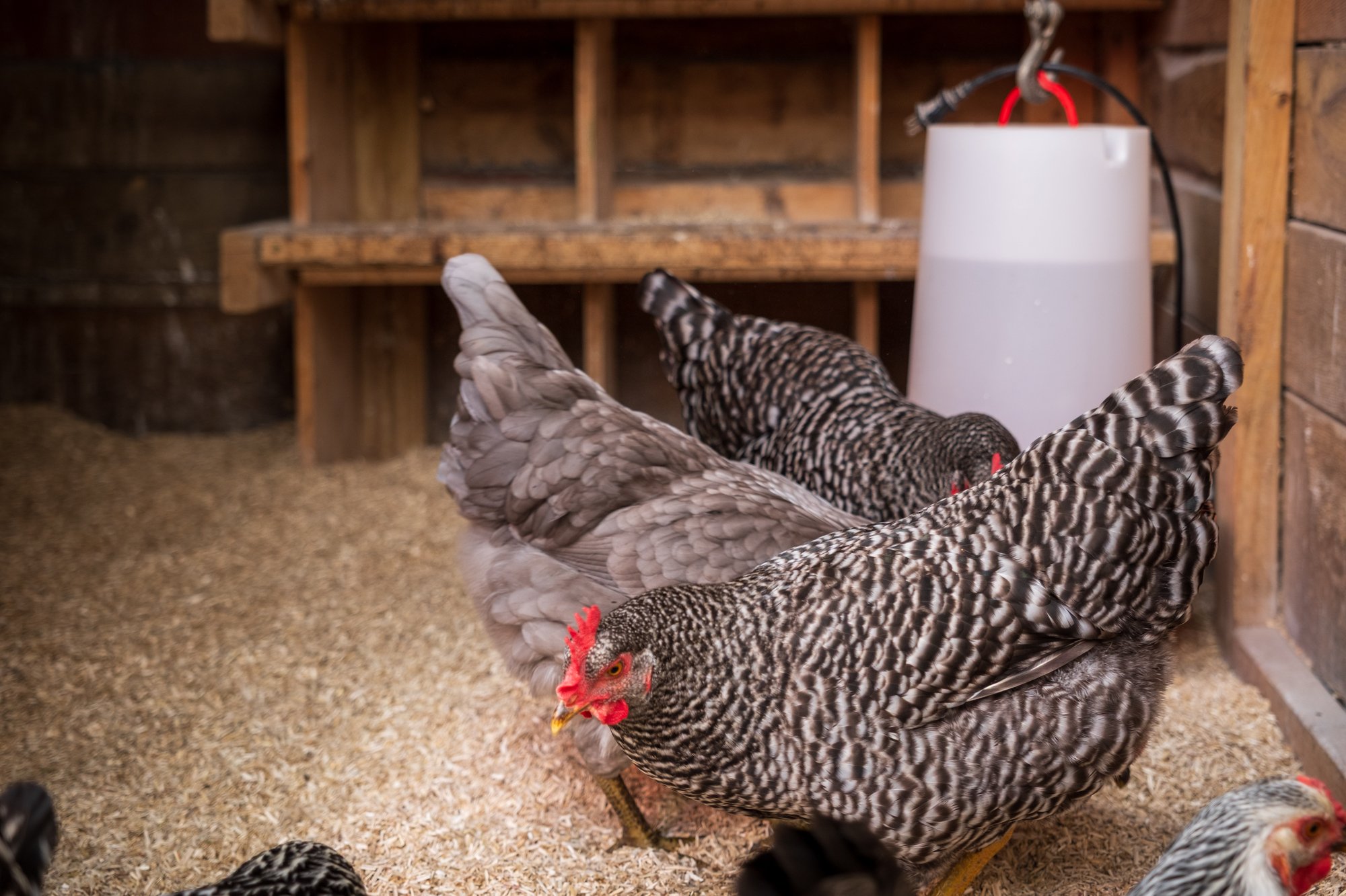 Eco-Friendly Animal Bedding