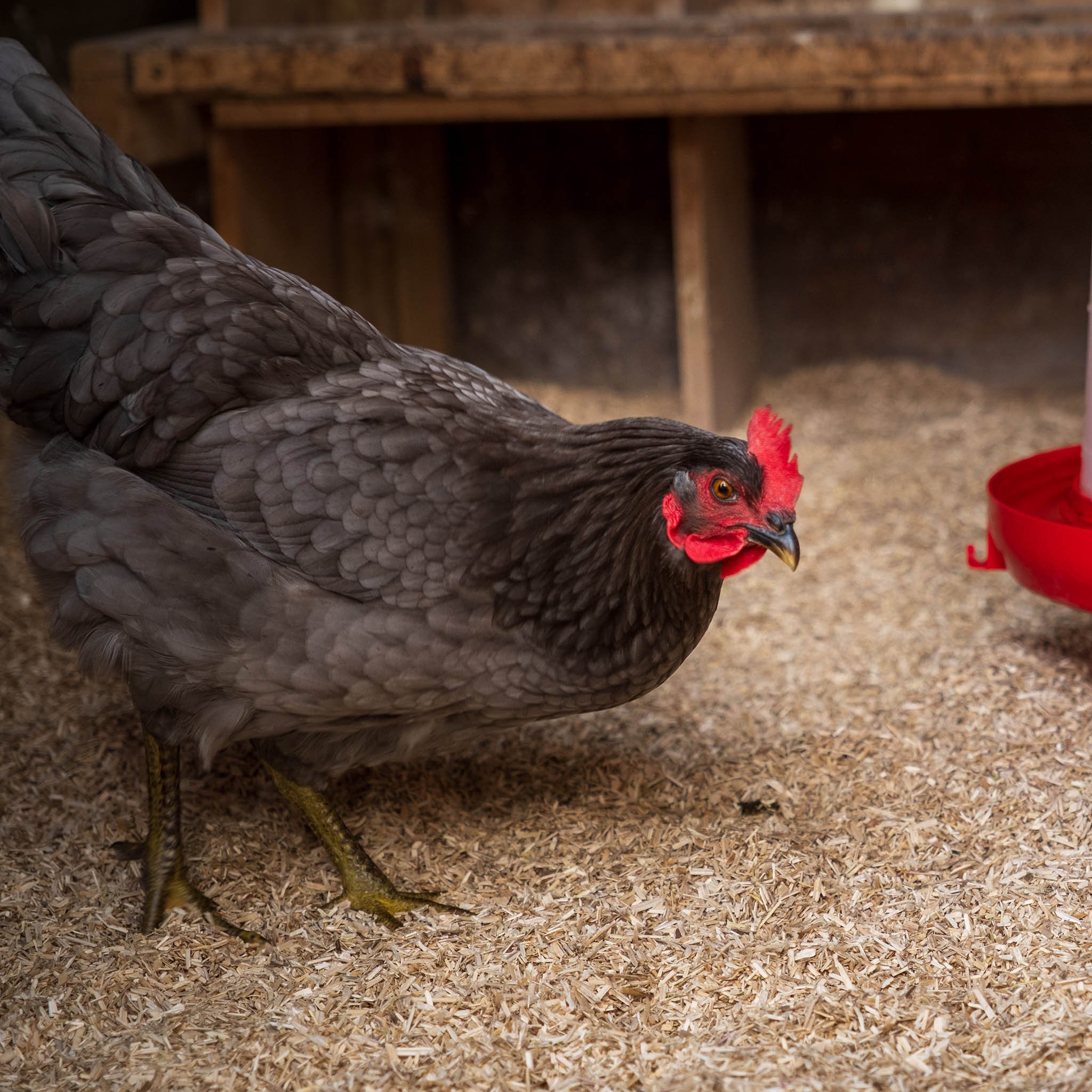 Chicken hemp bedding