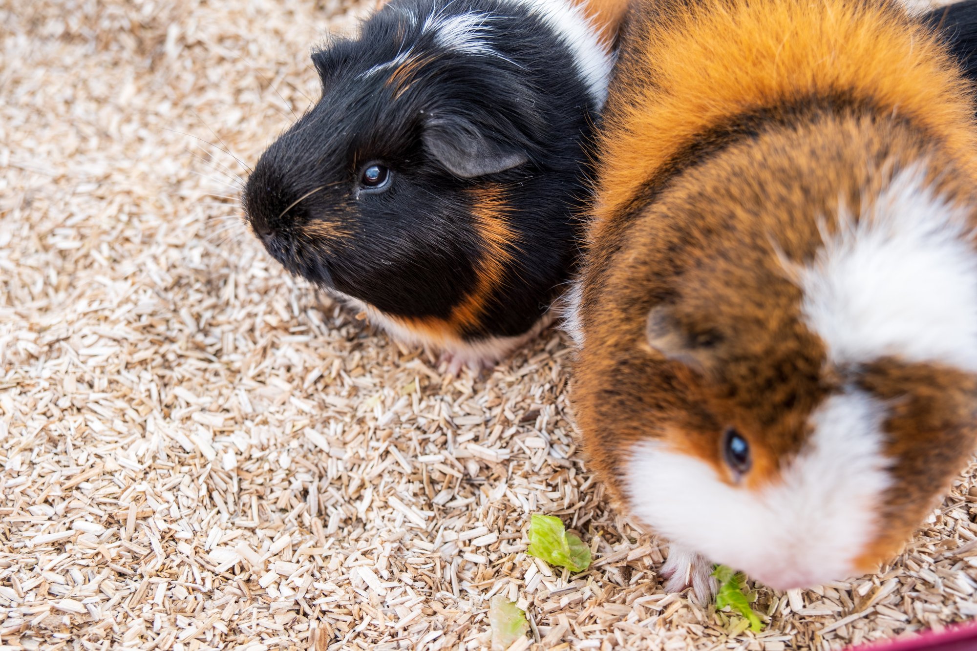 Hemp Hurd - Guinea Pig-2155