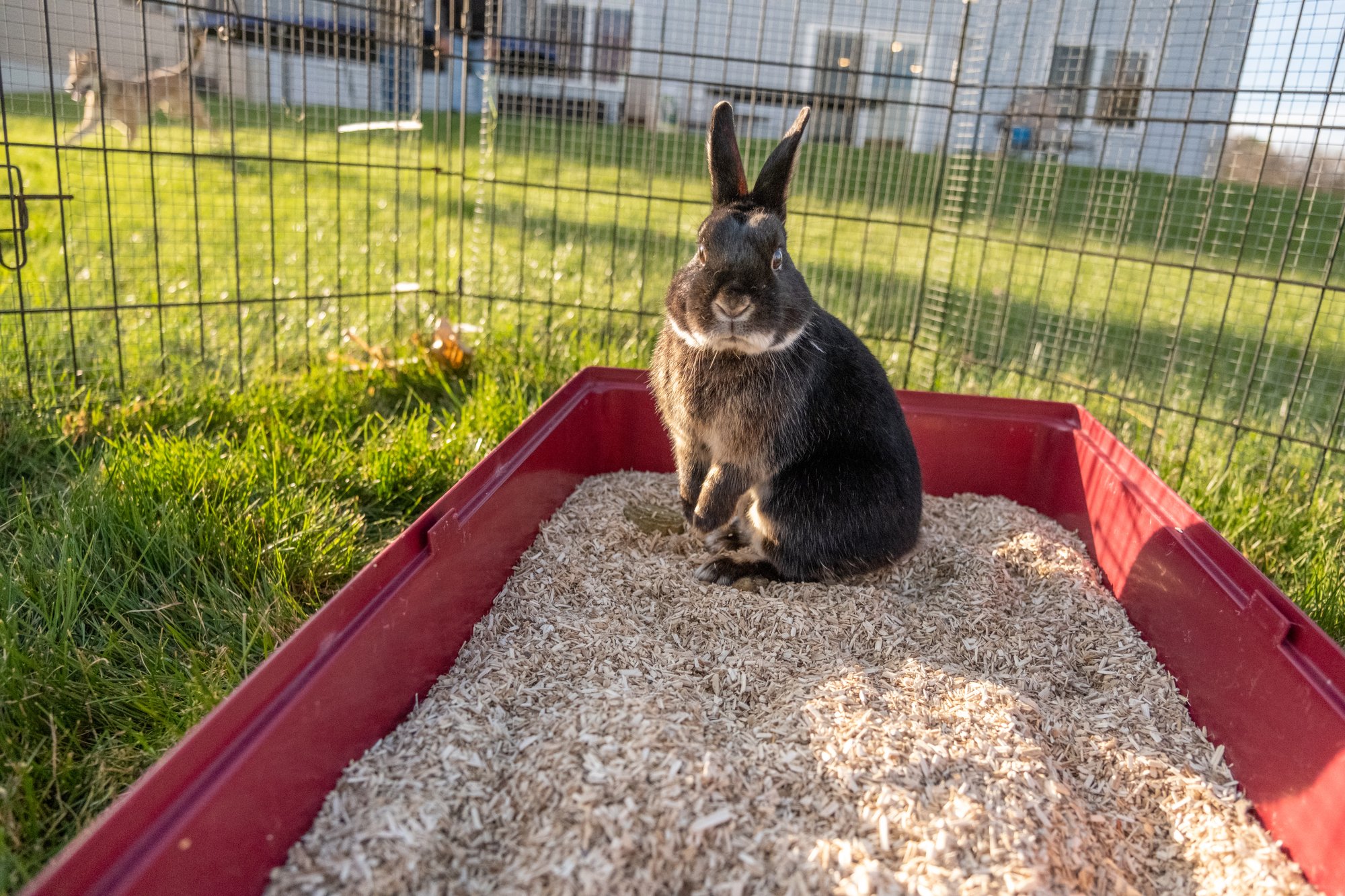 Hemp Hurd - Rabbits-2566